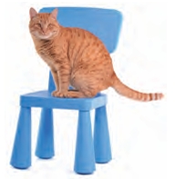 猫和椅子
