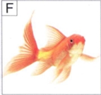 图F