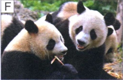 图F