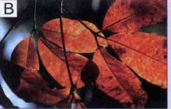 Picture B
